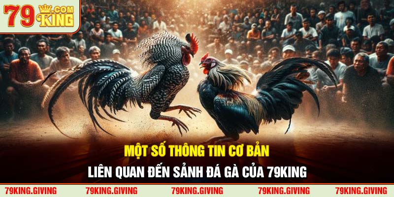 Một số thông tin cơ bản liên quan đến sảnh đá gà của 79KING