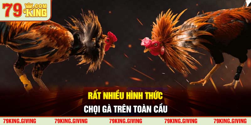 Rất nhiều hình thức chọi gà trên toàn cầu